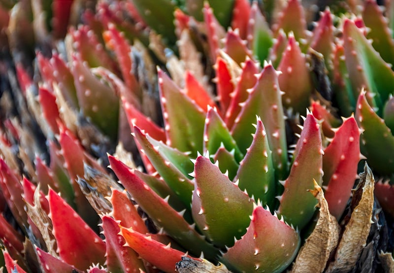 Mini Succulent Gardens